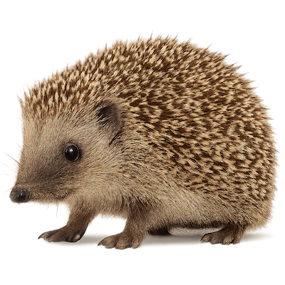 Ježletter - Petshow Newsletter